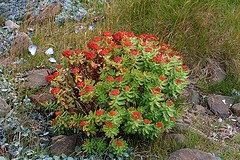 Rosea Rhodiola